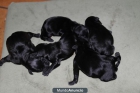 vendo schnauzer miniatura negro - mejor precio | unprecio.es