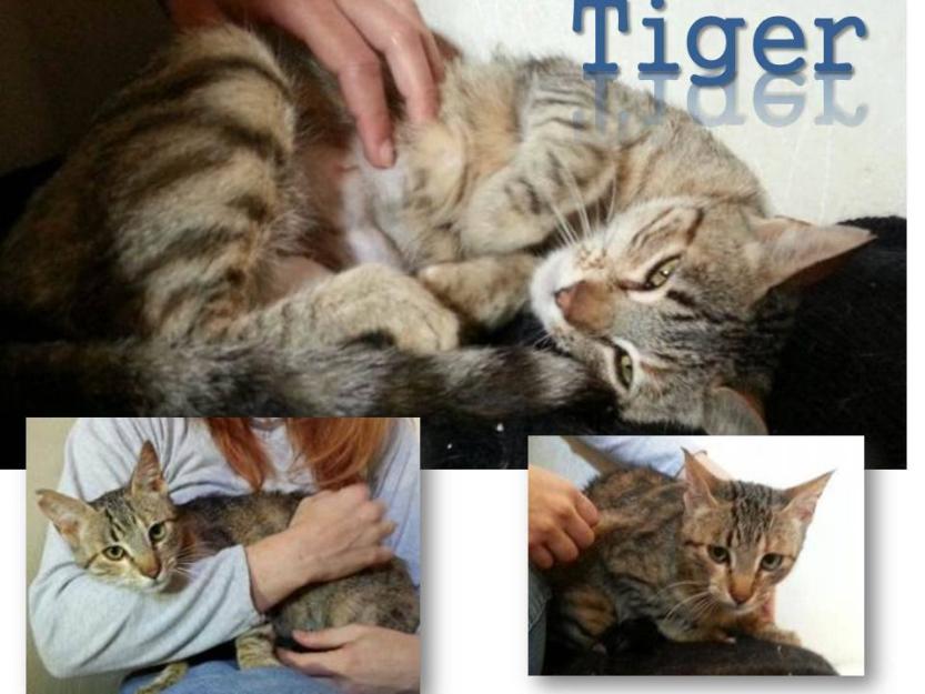 Tiger, la gata más dulce del mundo en adopción