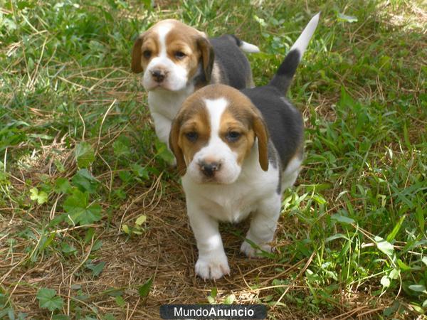 !CACHORRITOS BEAGLE PRECIOSOS¡¡¡¡¡