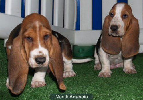 Basset Hound, cachorros de primera