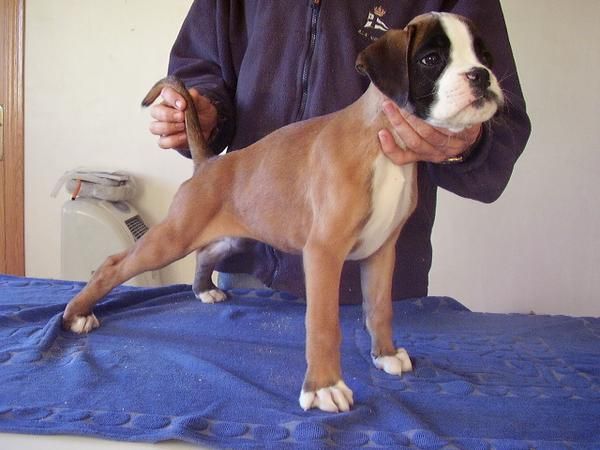 boxer cachorros dorados y atigrados