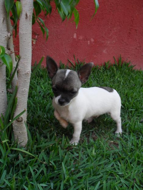 Cachorro Chihuahua Macho