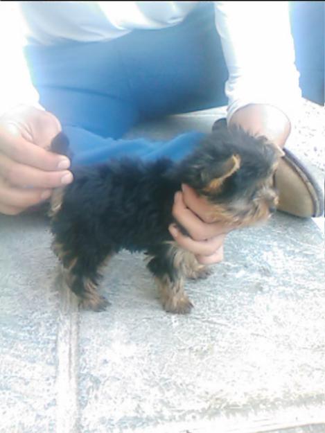 Cachorros de yorkshire pura raza con pedigree