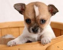 Chihuahua cachorros para la adopción libre