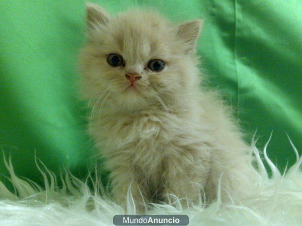 GATOS PERSA FELINOS GRACIOSOS Y BONITOS