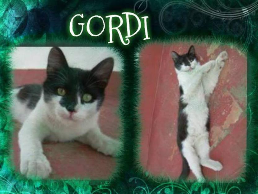 Gordi, Trapi y Niu, gatitos cariñosones en adopción