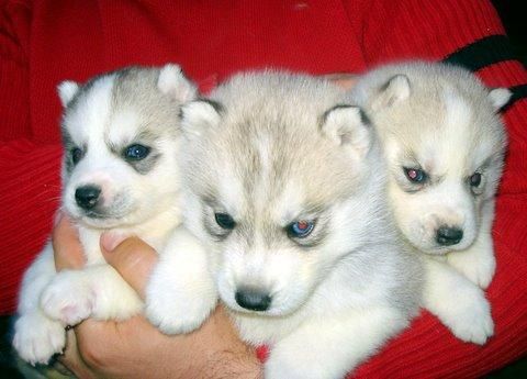 Huskys siberianos sierra de gata listos para entregar-651687273