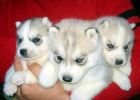 Huskys siberianos sierra de gata listos para entregar-651687273 - mejor precio | unprecio.es