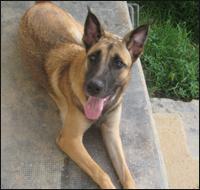 Koska, X Pastor Belga Malinois, muy inteligente, noble y sociable