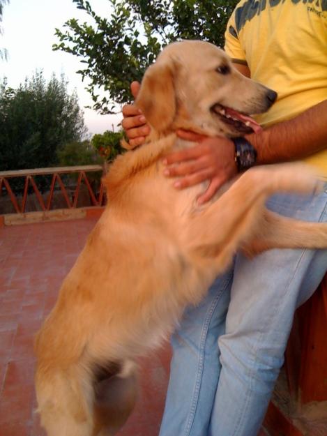 Regalo cachorros  cruce de golden retriever y bretón espagneul