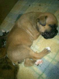 se vende camada de boxer auper baratos