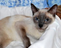 Chloe, siamesa azul guapísima busca adoptante