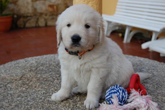 3 preciosas hembras golden retriever con pedigree - Ferrol