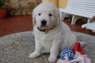 3 preciosas hembras golden retriever con pedigree - Ferrol - mejor precio | unprecio.es