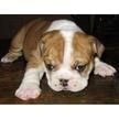 Anterior 1  de 3 Siguiente Genetica de Calidad Bulldog Ingles Disponibles