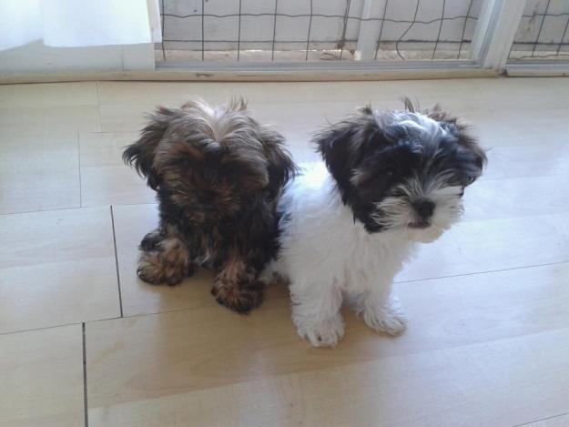 Cachorros Shih Tzu