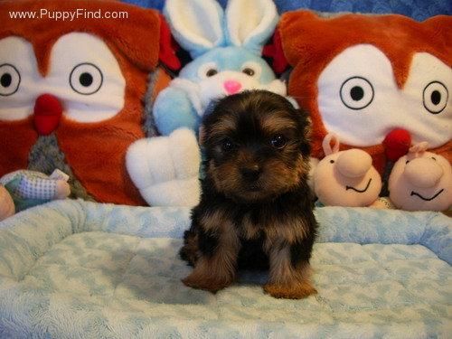 CAMADA YORKSHIRE TERRIER MINIS 150E TRANSPORTES INCLUIDOS -