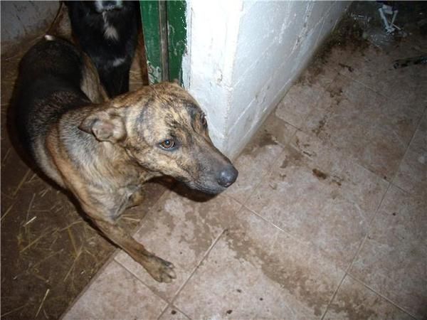 CRUCE DE PASTOR BELGA MUY JOVEN EN ADOPCION