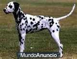 DALMATA PRECIOSA BUSCA NOVIO