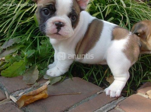 Fantásticos cachorros de bulldog frances