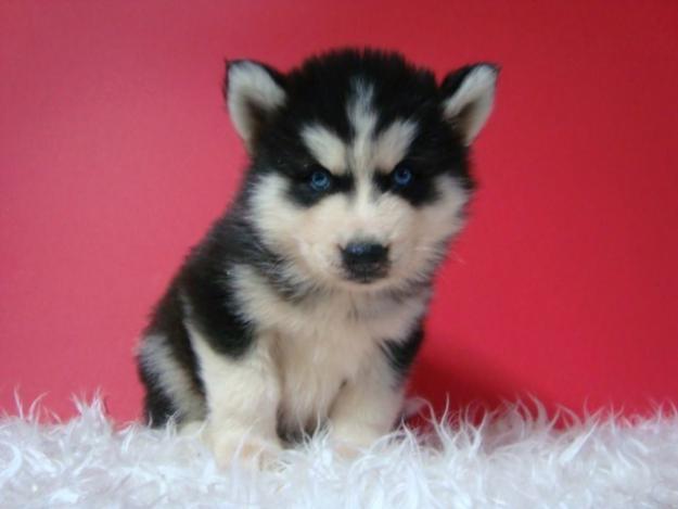 HUSKY SIBERIANO , MACHOS & HEMBRAS DE COLOR NEGRO Y BLANCO , CON LOS OJOS AZULES