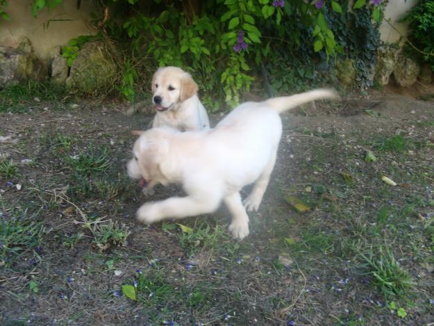 Listos para entregar golden retriever