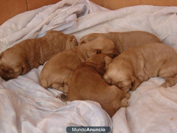 PRECIOSA CAMADA COCKER SPANIEL INGLES COLOR DORADOS