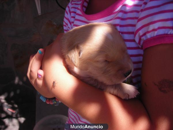 se venden golden retriever