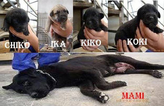 URGENTE!! CACHORROS DE LABRADOR Y MASTIN EN ADOPCIÓN