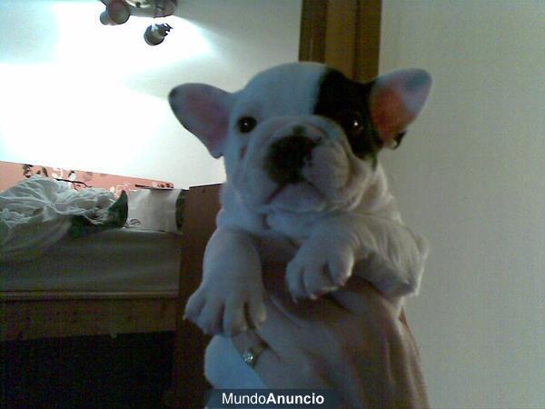 Vendo BULLDOGS FRANCESES