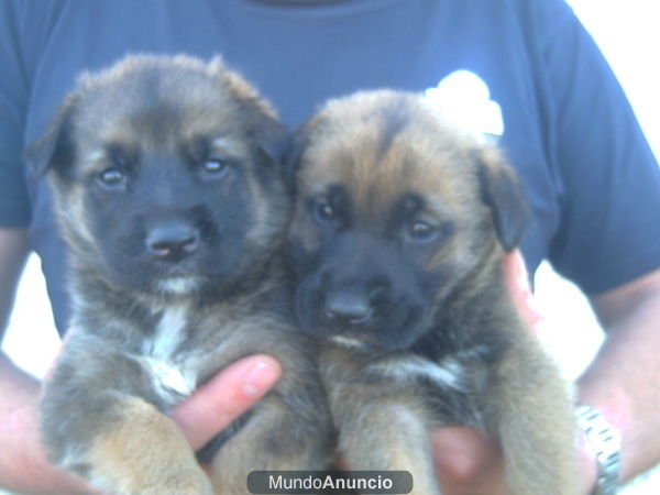 VENDO EXCELENTES CACHORRITAS HEMBRAS DE PASTOR MALINOIS CON PEDIGREE. 300 .