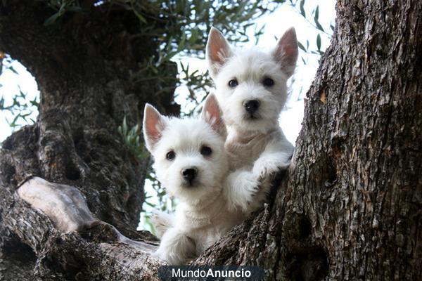 Cachorro westie hijos de multicampeón