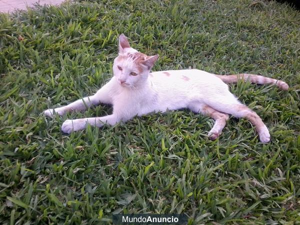 Abandonado GATO muy cariñoso busca hogar.