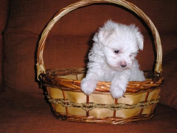 Bichon Maltes cachorros de`` LUJO´´