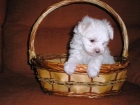 Bichon Maltes cachorros de`` LUJO´´ - mejor precio | unprecio.es