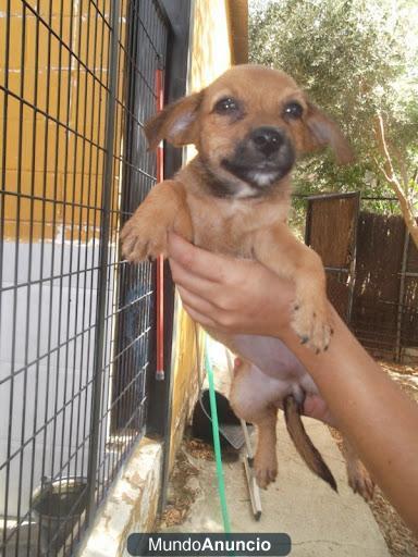 cachorrito que unos dias sera solo historia