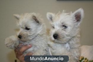 Cachorritos West highland, Westy con  pedigree de la LOE.