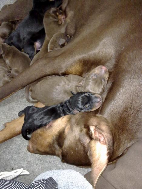 CAMADA DE DOBERMANNS