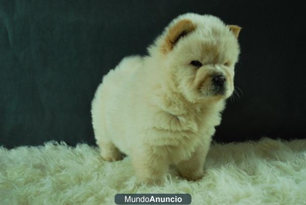 Chow Chow criadero somos profesionales