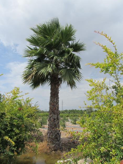 Palmeras washingtonias Robustas