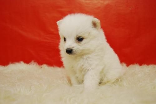 pomerania, cachorrillos con dos meses en venta