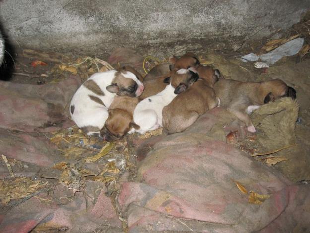 REGALO PERRITOS MADRE BOXER