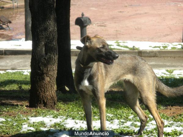 SE REGALA PERRA MEZCLA GALGO PASTOR ALEMAN