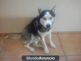 Se regalan Husky y Pastor Alemán