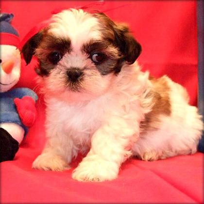 Shih Tzu DISPONIBLES