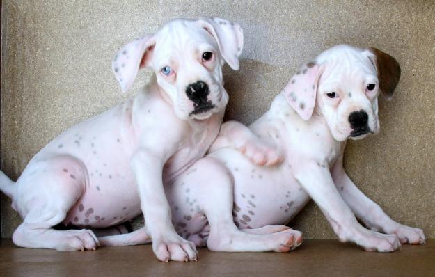 BOXER HEMBRAS BLANCAS 190€