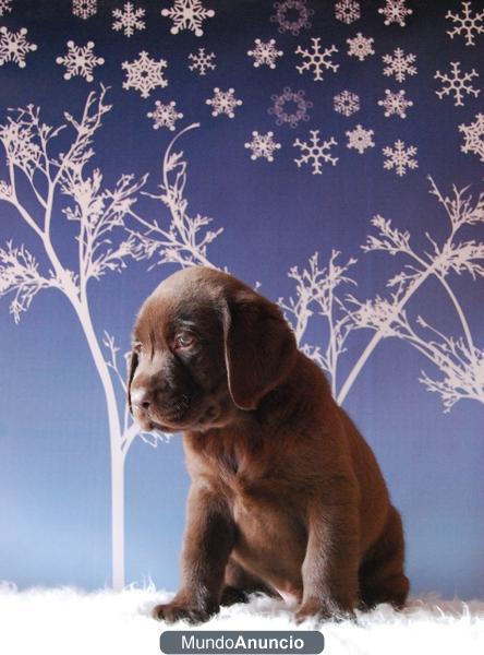 Cachorros Labrador chocolate listos para entregar