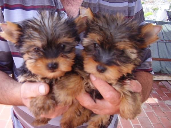 CAMADA YORKSHIRE TERRIER MINIS 350E TRANSPORTES INCLUIDOS