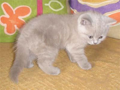 Gatitos british shorthair