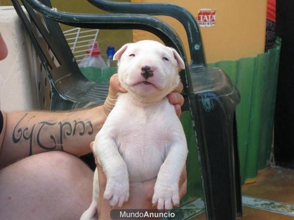 Impresionantes Cachorros de Bull Terrier